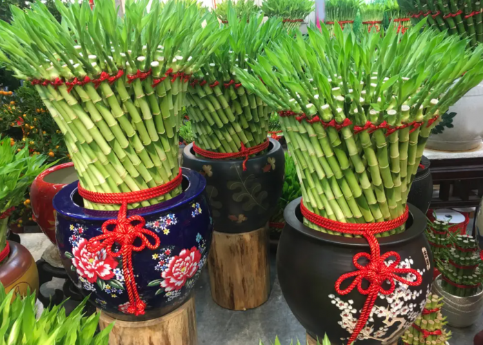Gak Cuma Cantik, Tanaman Bambu Air Juga Punya Manfaat yang Baik Untuk Kesehatan