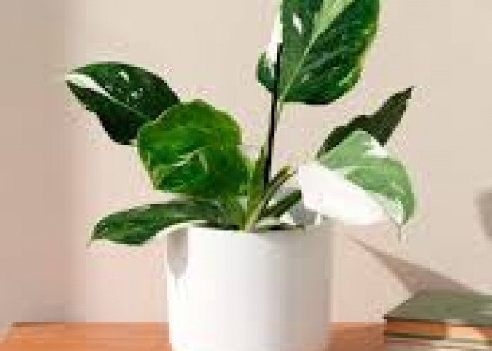Pemula Harus Tahu! Ini 5 Tanaman Hias Indoor yang Tahan Banting & Mudah Dirawat, Bisa Jadi Dekorasi Estetik