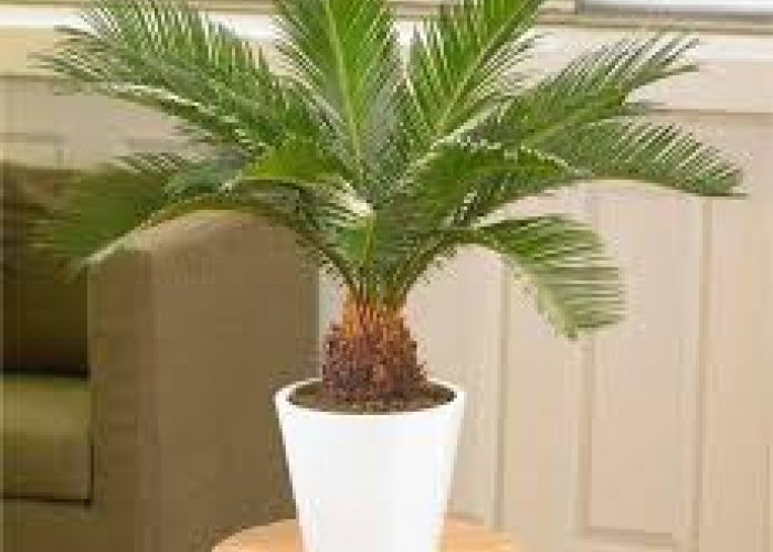 Bikin Napas Lebih Lega! Ini 5 Tanaman Hias yang Bisa Menyerap Racun Asap Rokok, Cocok untuk di Ruang Tamu