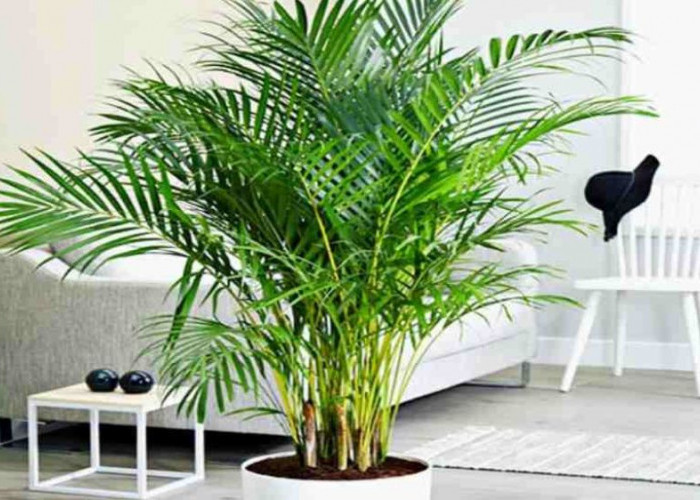 Rahasia Rumah Sejuk, Segar dan Lembap dengan 7 Tanaman Hias Pembersih Udara Ampuh, Mudah Dirawat