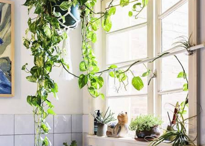 Makin Betah Masak! Ini 5 Tanaman Hias untuk Dapur yang Bikin Suasana Lebih Fresh dan Estetik