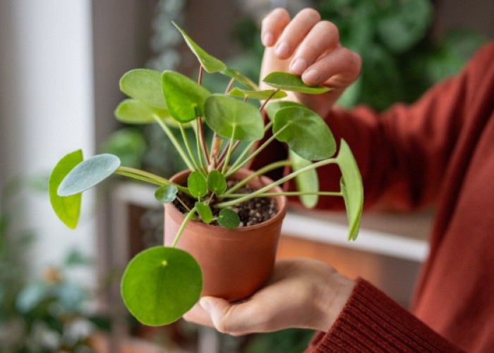 Mungil & Estetik, 5 Tanaman Hias Minimalis untuk Dekorasi Indoor yang Hemat Ruang, Nomor 2 Bisa Bawa Hoki!