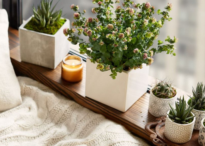 Tidur Jadi Lebih Nyenyak & Nyaman, Ini 7 Tanaman Hias Indoor Pembersih Udara yang Cocok Untuk Kamar Tidur