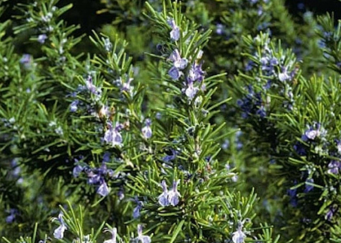 Bukan Cuma Wangi, 5 Tanaman yang Tidak Disukai Cicak Ini Bisa Jadi Pengusir Alami, Cocok Diletakkan di Rumah