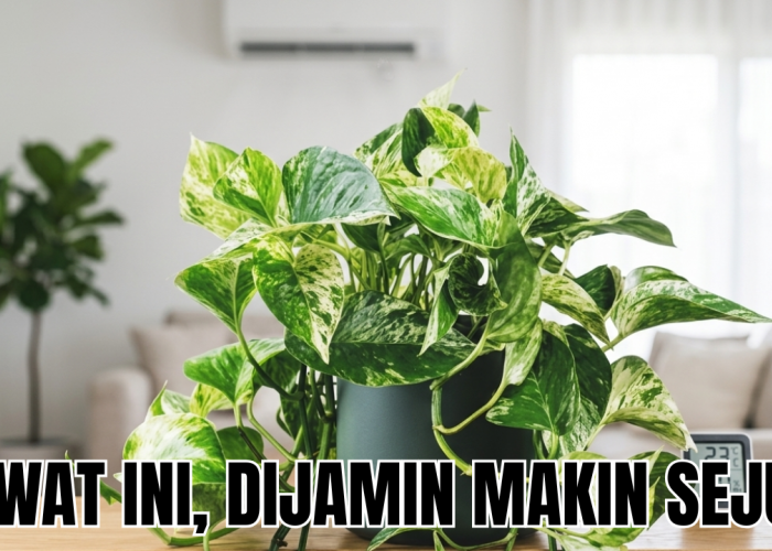 Rawat 3 Tanaman Hias Pembersih Udara Ini dan Rasakan Ruang Kerja yang Lebih Sejuk Tiap Hari!