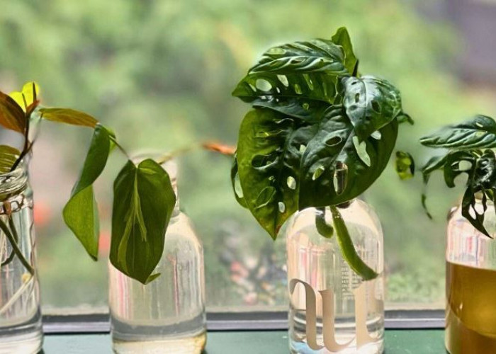 5 Tanaman Hias HIdroponik Tema Minimalis, Minim Perawatan, Cocok Untuk Dekorasi Indoor Tanpa Ribet