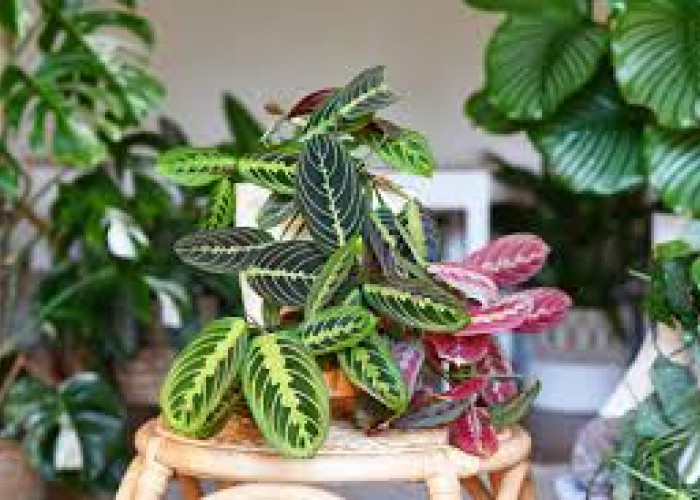 10 Tanaman Hias Outdoor untuk Dekorasi Halaman Rumah, Cocok untuk Semua Konsep Hunian