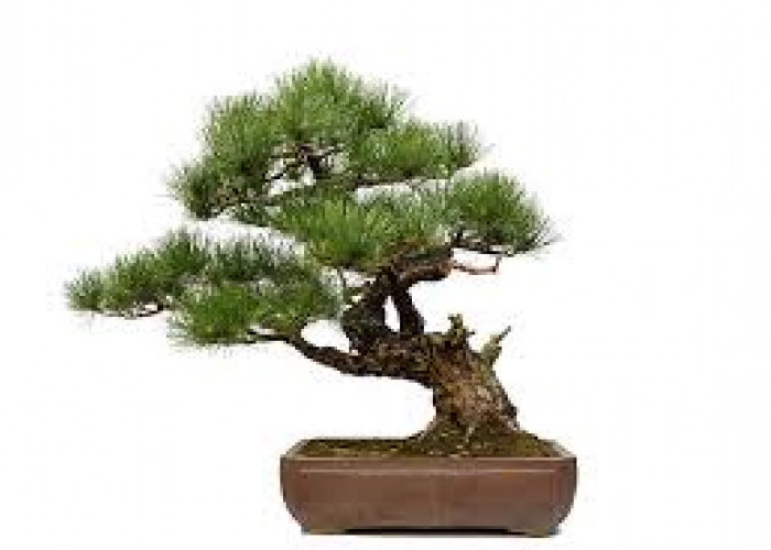 Bikin Rezeki Seret & Bawa Energi Buruk, Ini 6 Tanaman Hias Pembawa Sial di Dalam Rumah Menurut Feng Shui