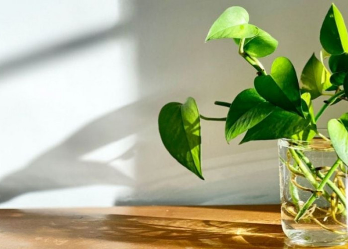 Biar Gak Monoton! Coba 5 Tanaman Hias Indoor Minimalis dengan Media Air, Lebih Menarik & Mudah Dirawat