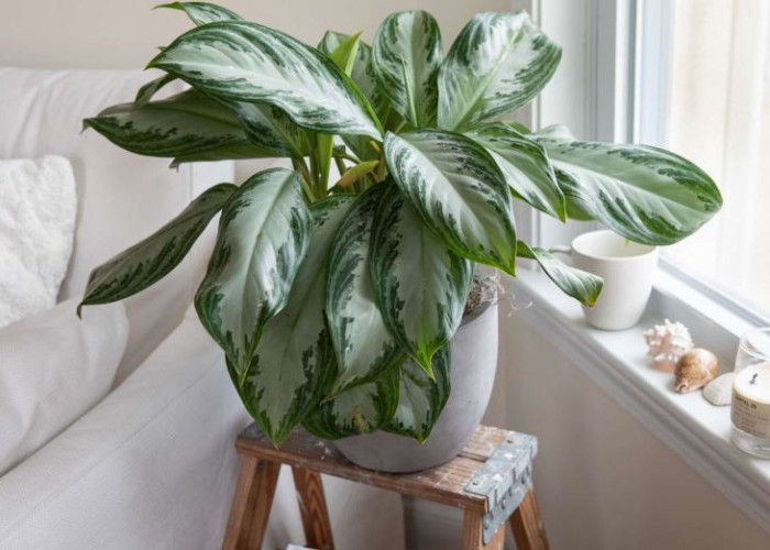 Buat Rumah Anti Pengap! Berikut 6 Tanaman Hias Pembersih Udara Untuk Ruang Tamu yang Estetik dan Bermanfaat