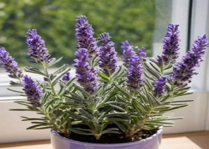 Bawa Kekayaan dan Keberuntungan Bagi Pemilik, Ini Dia 5 Tanaman Pembawa Rezeki di Tahun 2026