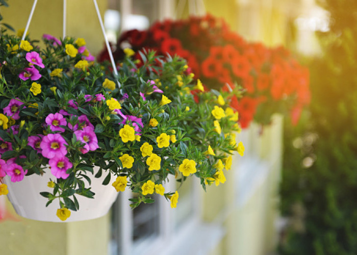 5 Tanaman Hias Gantung untuk Dekorasi Teras Rumah, Bikin Tampilan Memikat dengan Bunga Berwarna
