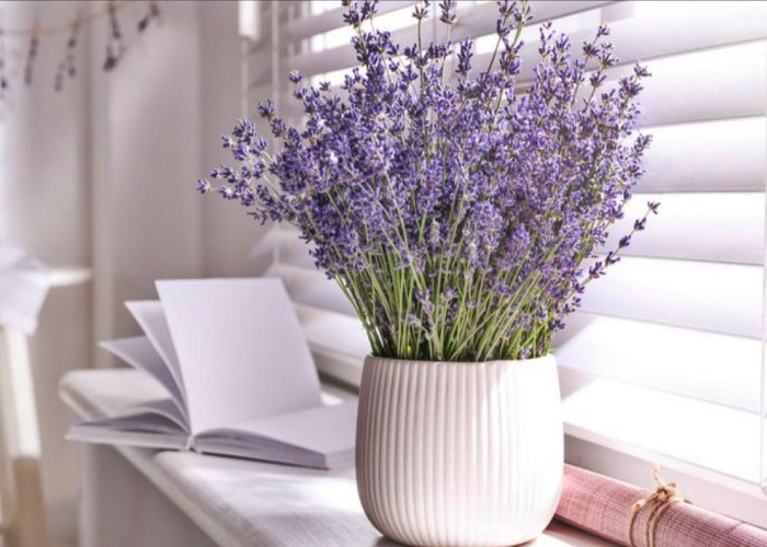 Menaruh Bunga Lavender Dalam Kamar Banyak Manfaatnya Loh! Berikut Beberapa Manfaatnya 
