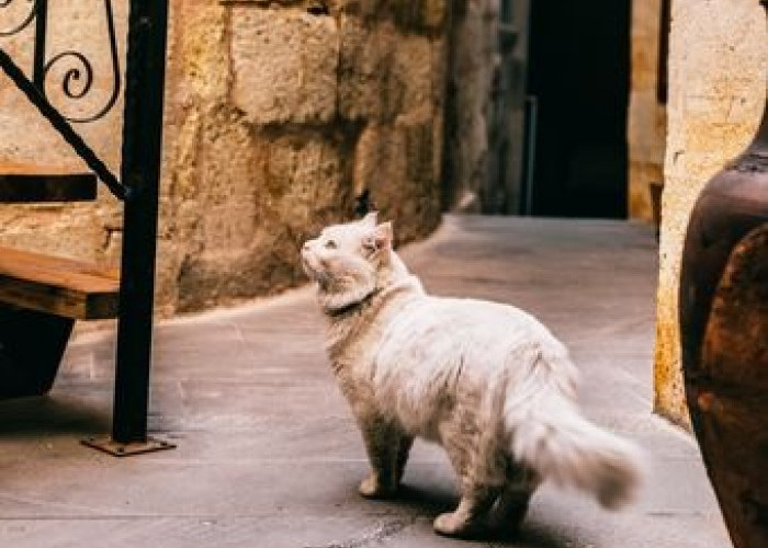 Kucing Sering Kabur Dari Rumah? Berikut Alasannya!