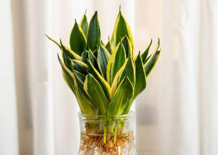 Dijamin Gampang! Ikuti 3 Tips Merawat Tanaman Hias Hidroponik Pembersih Udara di Rumah Ini