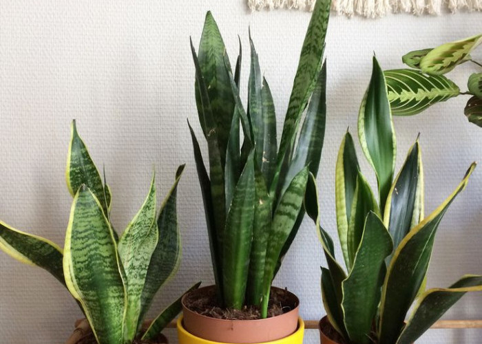 5 Simbol Keberuntungan, Ini 5 Tanaman Hias Pembawa Rezeki di Ruang Tamu Menurut Feng Shui, Punya Tampilan Unik