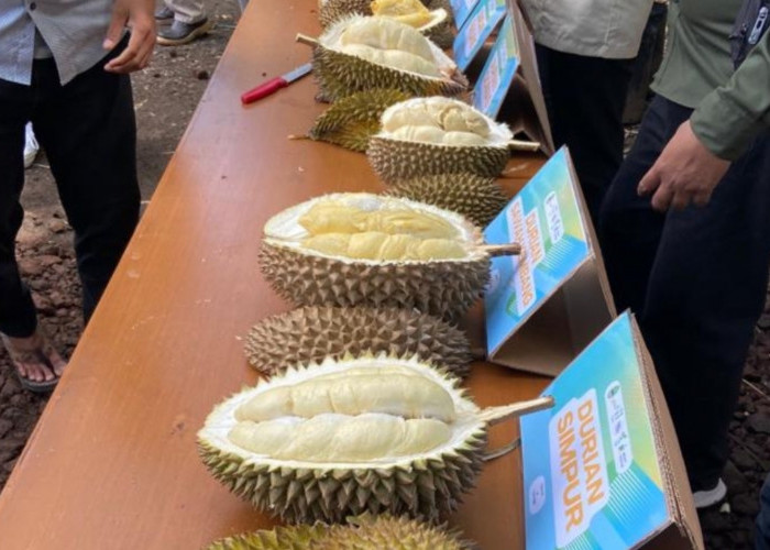 Lagi di Majalengka? Cobain Nih 5 Durian Lokal yang Rasanya Seperti Butter hingga Mentega