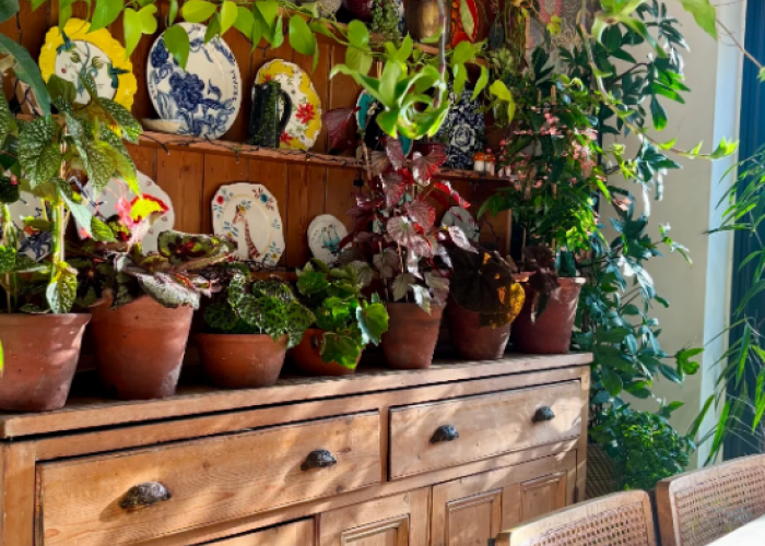 Gak Cuma Cantik, 10 Tanaman Hias Ini Bisa Bantu Bersihkan Udara Rumah Kamu Jadi Lebih Segar!