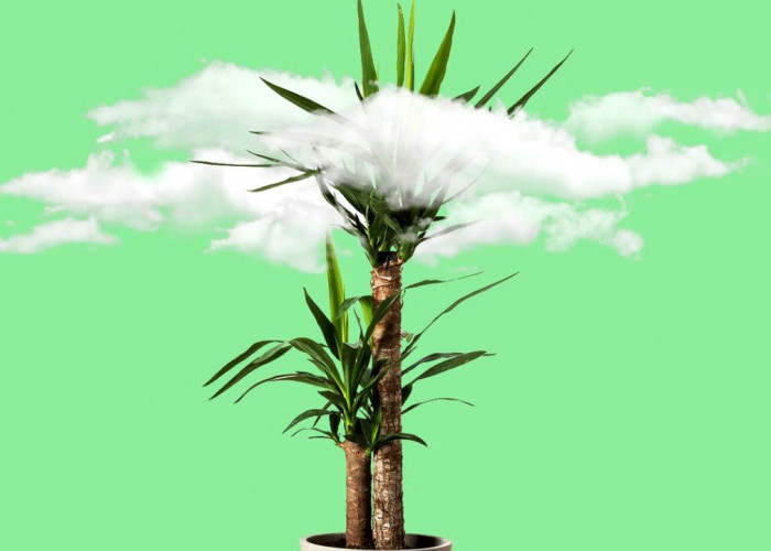 Cuma Butuh Disiram, Ini 6 Tanaman Penyerap Polusi Udara dalam Rumah yang Minim Perawatan & Praktis