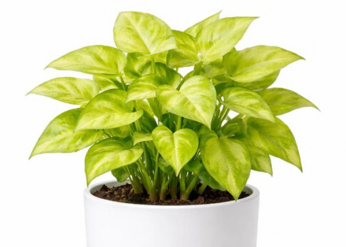 Basmi Polusi di Rumah, Ini 6 Jenis Tanaman Hias Pembersih Udara yang Wajib Dimiliki di Daerah Perkotaan