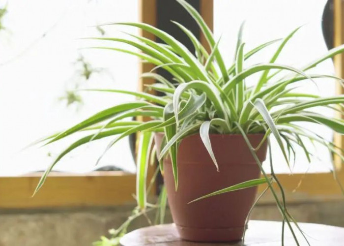 Rumah Auto Segar, Ini 5 Tanaman Indoor Gampang Dirawat Bikin Dapur Wangi Estetik, Sehat Udara dan Hemat Air