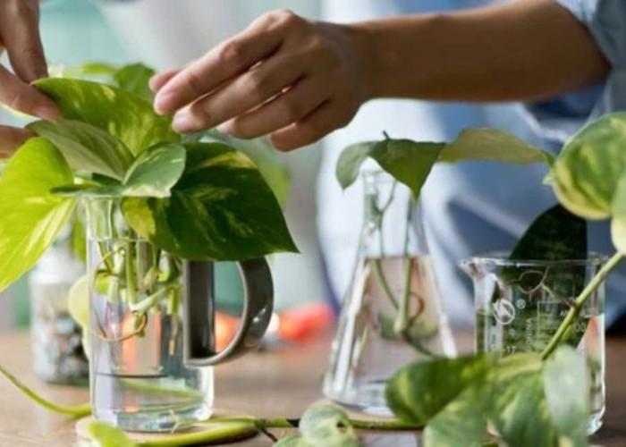 Rumah Tambah Estetik dan Bersih, 8 Tanaman Hias Hidroponik di Botol dan Vas untuk Hunian Modern