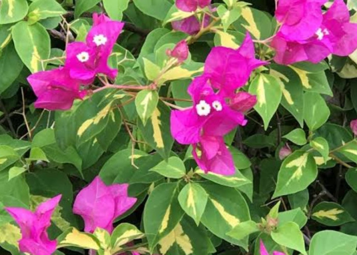 Wajib Ada di Teras! Deretan Tanaman Hias Pembawa Keberuntungan Depan Rumah yang Ampuh Usir Energi Negatif