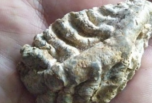 Fosil Rusa Purba di Kabupaten Majalengka, Ditemukan Bagian Tubuh Ini