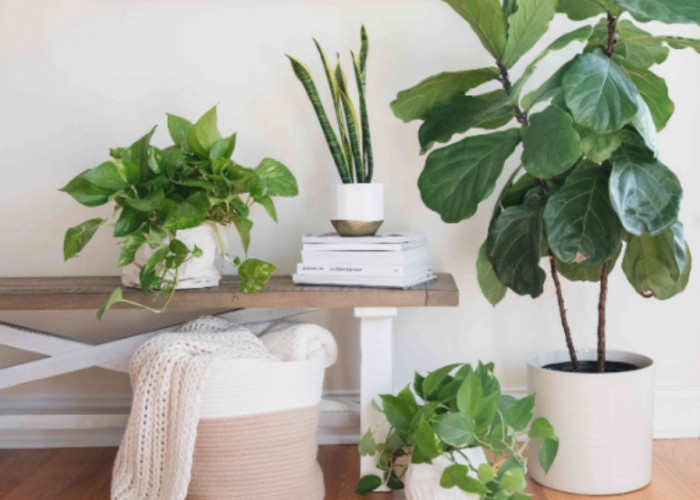 Cegah Polusi dan Bau, Berikut 5 Tanaman Hias Penyerap Bau di Dalam Rumah yang Efektif Sebagai Filter Udara