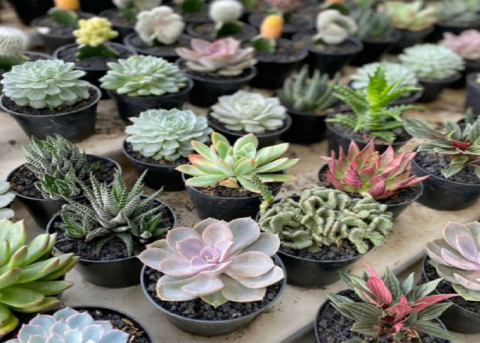 5 Tanaman Pembawa Hoki dalam Ruangan yang Dipercaya Datangkan Keberuntungan dan Energi Positif