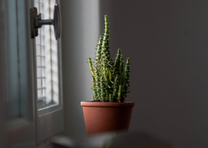 Rumah Bebas dari Pengap!  5 Tanaman Hias Penyaring Udara Ini Cocok untuk Indoor
