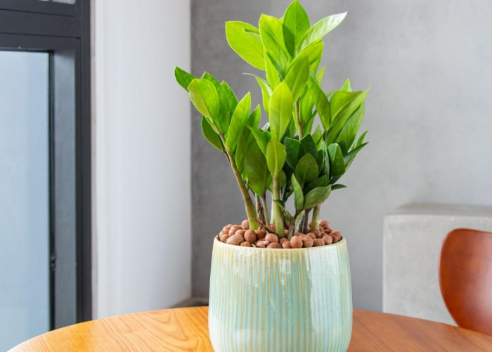 Suka Merokok? Wajib Punya 1 dari 5 Jenis Tanaman Hias yang Mampu Menyerap Asap Rokok di Dalam Rumah Ini