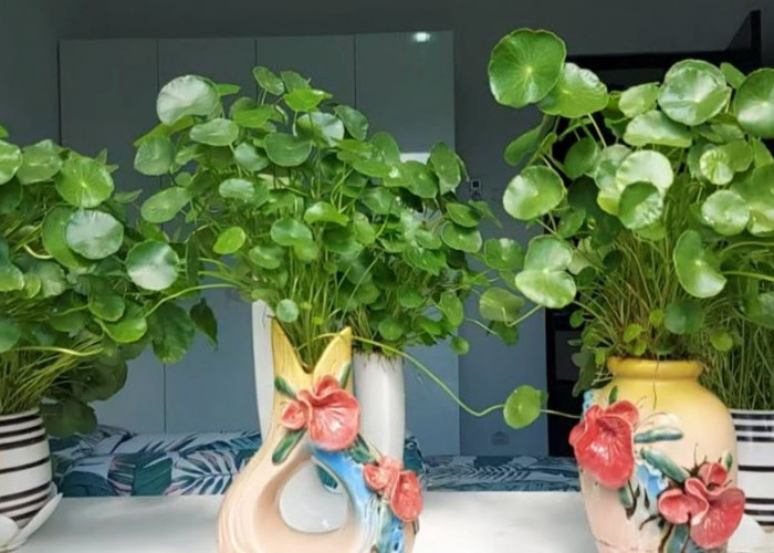 Bantu Sirkulasi Udara & Naikin Mood, Ini 5 Rekomendasi Tanaman Hias Indoor Cocok Untuk Dekorasi Minimalis