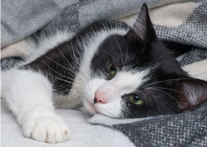 Cara Pencegahan dan 5 Penyebab Kucing Flu dan Batuk di Musim Hujan, No. 5 Paling Bahaya