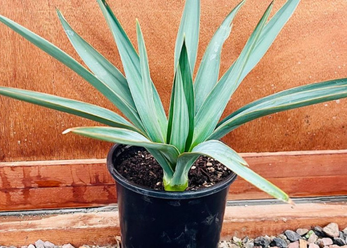 Temukan 10 Tanaman Hias Daun Populer yang Cantik, Mudah Dirawat dan Bikin Ruangan di Rumah Instagramable