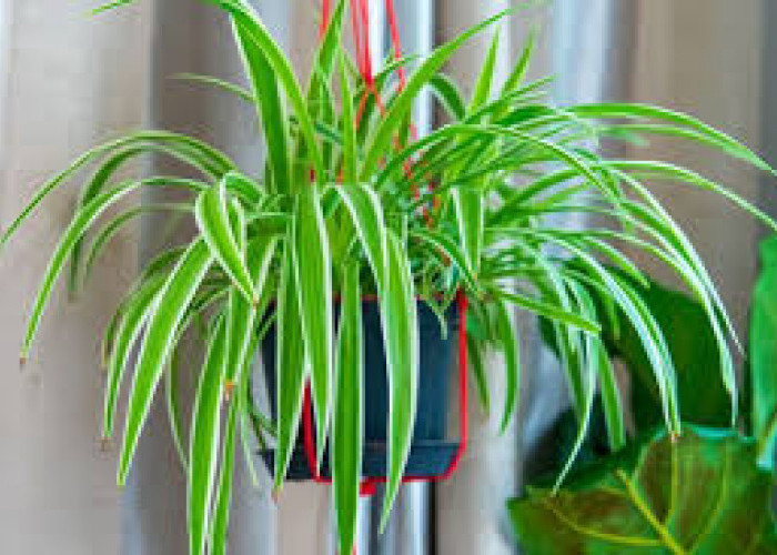 Bikin Rumah Makin Estetik! Ini 6 Tanaman Hias Pot Gantung untuk Dekorasi Minimalis yang Elegan