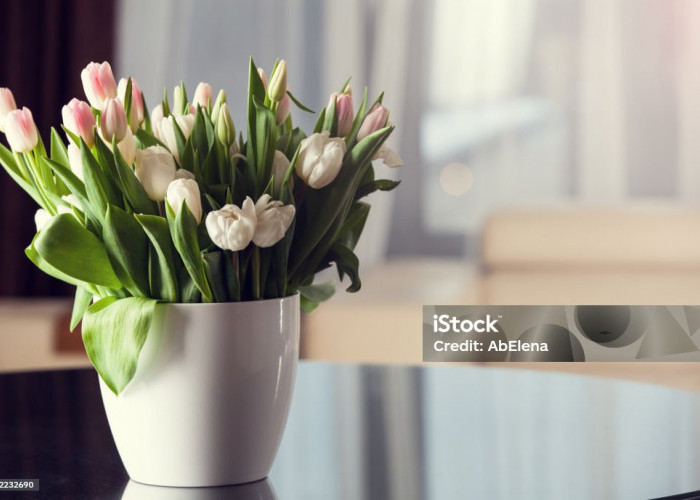 8 Tanaman Hias Indoor Estetik yang Cocok untuk Sudut Rumah, Terlihat Lebih Elegan & Instagramable