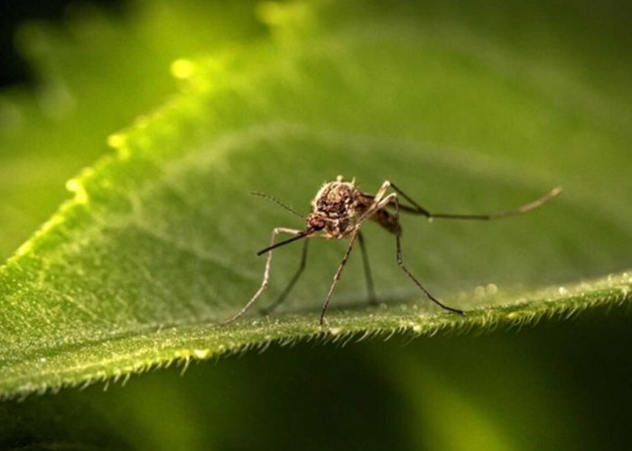 Belum Banyak yang Tahu, Ini Dia Tanaman Hias Pengusir Nyamuk di Rumah