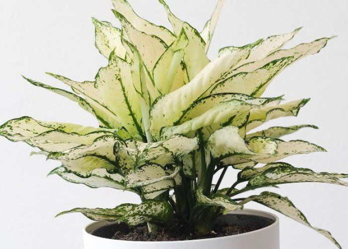 Tingkatkan Kualitas Udara Rumah, Berikut 7 Tanaman Hias Pembersih Udara dari Polusi yang Wajib Dimiliki