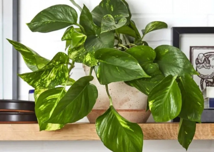 Ideal untuk Tanaman Indoor! 5 Tanaman Hias yang Tumbuh di Tempat Minim Cahaya, Tahan Banting & Mudah Dirawat