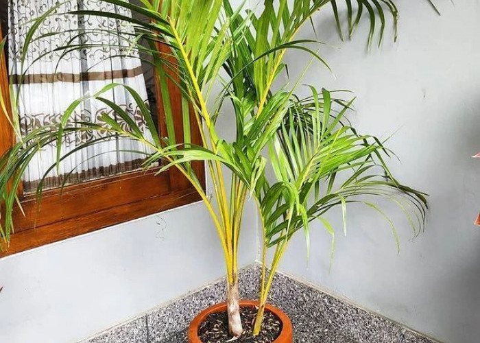 Wajib Punya! 7 Tanaman Penangkal Sial Depan Rumah, Dipercaya Usir Energi Negatif & Bawa Keberuntungan