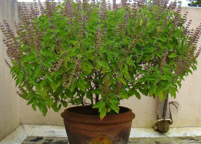 Pembawa Cuan! Ini 4 Tanaman Hias Pembawa Rezeki yang Wajib Ditanam, Menurut Vastu Shastra dan Feng Shui