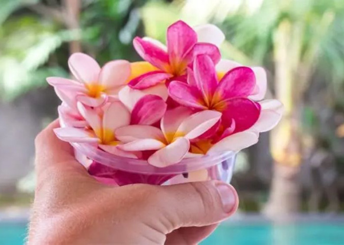 Pilihan Keharuman Alami dari Tanaman Hias Aromatik yang Membuat Ruangan Hidup dan Hati Nyaman