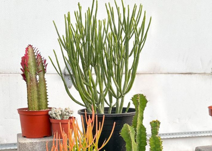 Dianggap Bahaya, Ini 4 Jenis Tanaman Hias Pembawa Sial yang Tidak Boleh Diletakan di Dalam Rumah Menurut Islam