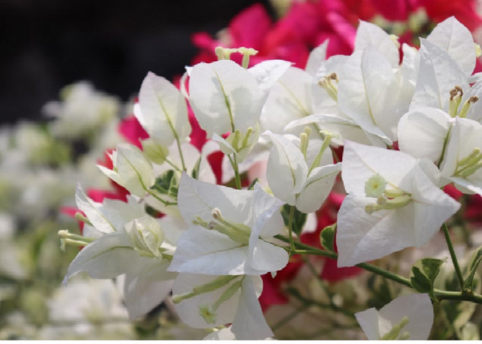 Dijamin Bawa Hoki! Berikut 5 Jenis Tanaman Hias yang Cocok di Tanam di Depan Rumah untuk Serap Energi Negatif