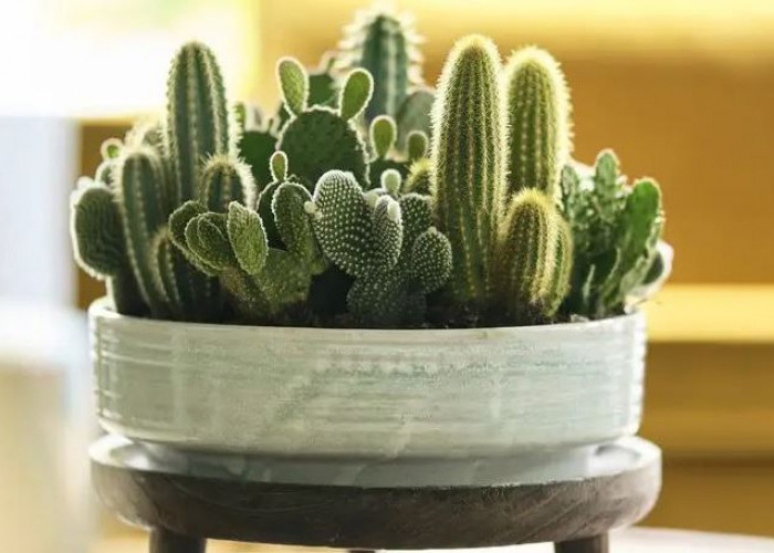 Menyimbolkan Kesulitan, Berikut 5 Tanaman Hias Pembawa Sial Menurut Islam yang Penempatannya Harus Diwaspadai