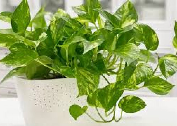Biar Gak Pengap, Ini 5 Tanaman Hias Penyerap Kelembapan Udara di Dalam Ruangan, Ideal Untuk Dekorasi Interior
