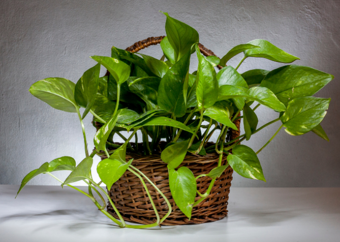 6 Tanaman Indoor Pembawa Hoki Menurut Feng Shui, Bikin Rumah Harmonis & Rezeki Mengalir!