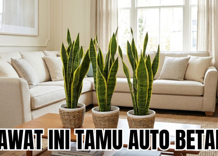 Dijamin Tamu Makin Betah Setelah Menanam Rekomendasi Tanaman Hias Untuk Ruang Tamu Ini! Berikut Daftarnya
