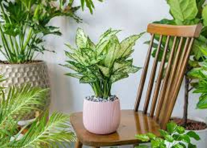 Punya Tampilan Memikat & Warna Menarik, Ini 5 Tanaman Hias Daun yang Bagus untuk Percantik Teras Rumah